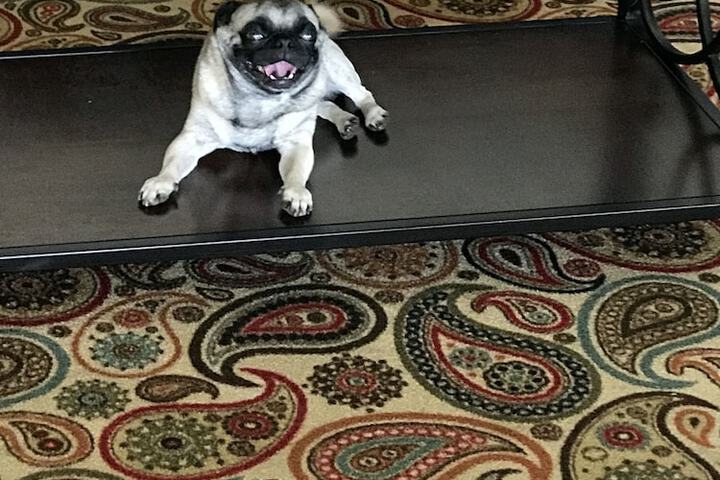Pet Friendly 52 of 53