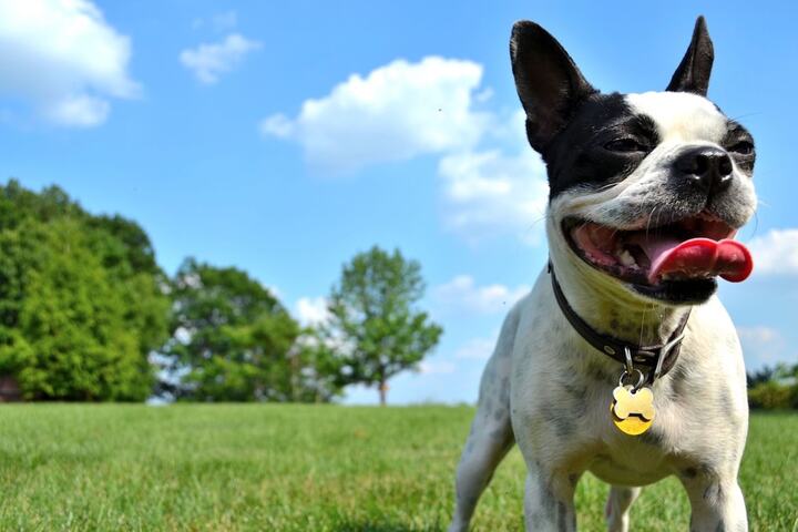 Pet Friendly 32 of 34