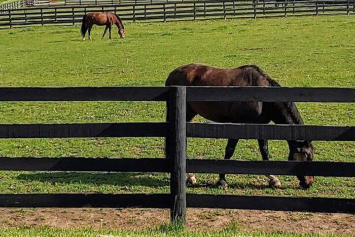 102 Acre Pet Friendly Horse Farm! Bring your horse too!