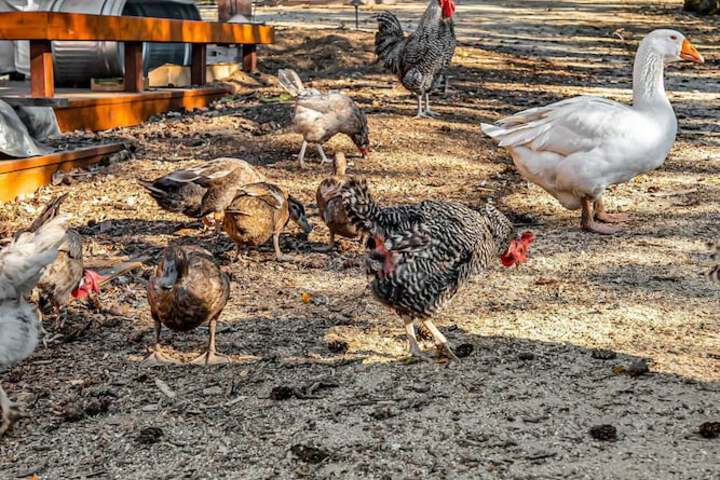 Mays Luxury Farm Stays