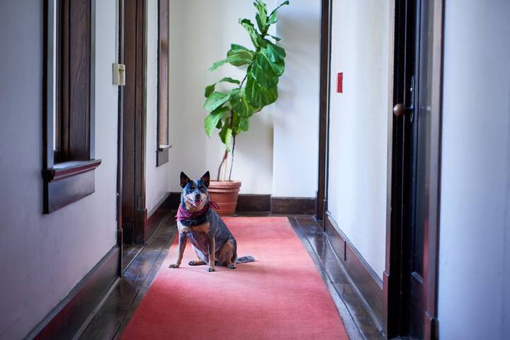Pet Friendly 50 of 51