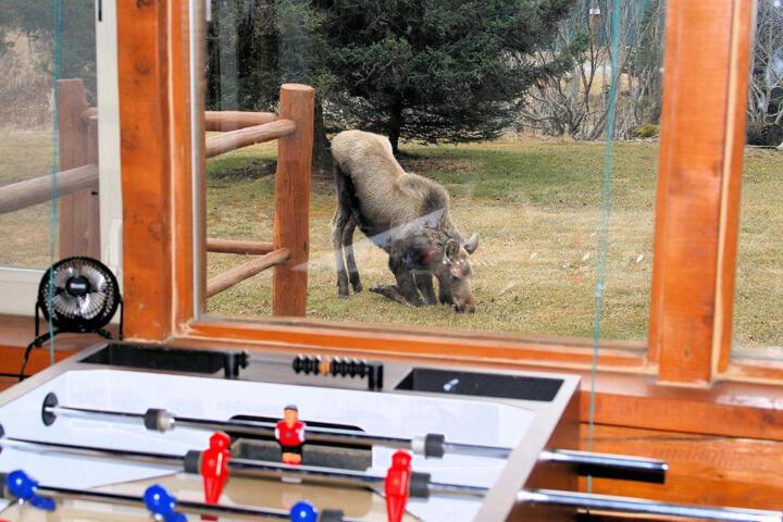 Moose Cabin
