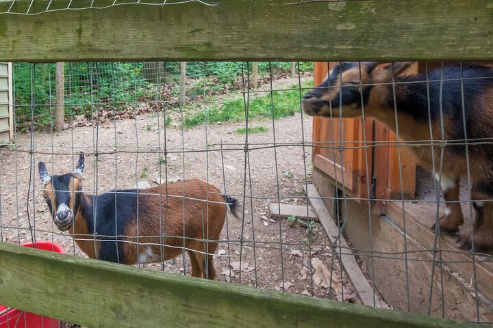 Charming Manheim Cottage w / On-site Animal Viewing