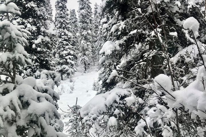 Aurora Denali Lodge