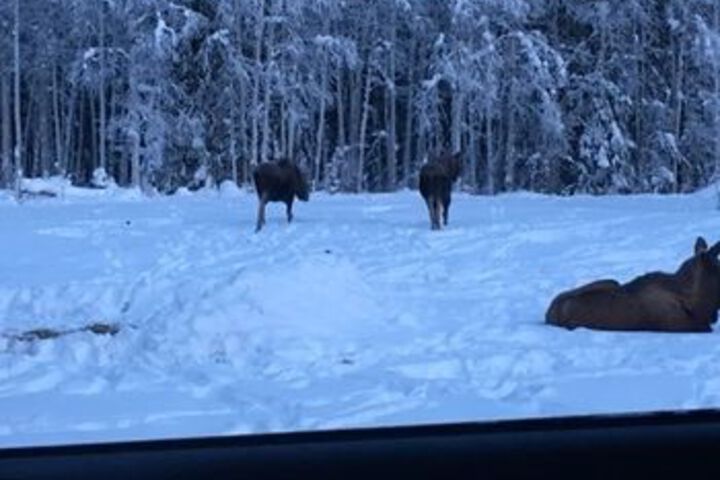 Fairbanks Moose Manor B & B