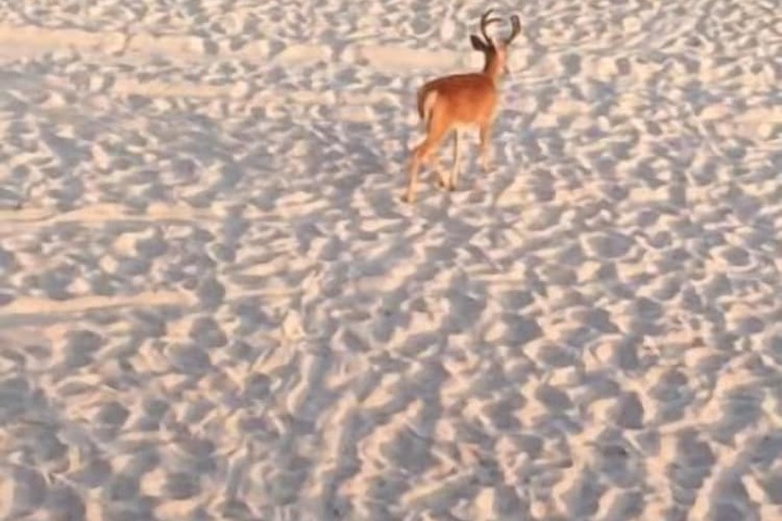 Beach 42 of 49