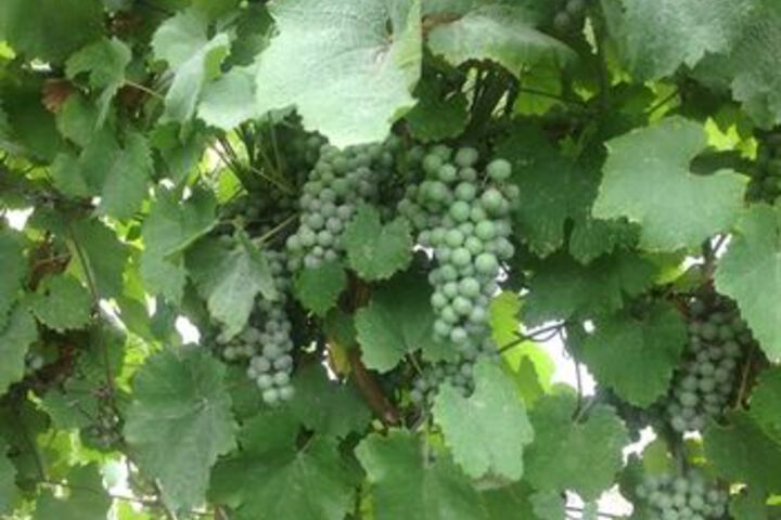 Columbia Gardens Winery and Grape Escape Guesthouse
