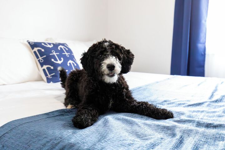 Pet Friendly 55 of 57