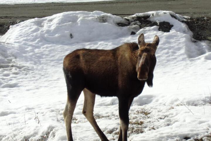 Antlers Rest Bed and Breakfast