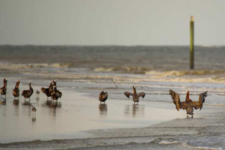 Holiday Inn Resort Jekyll Island by IHG