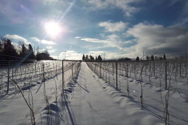 Raven Hill Vineyard
