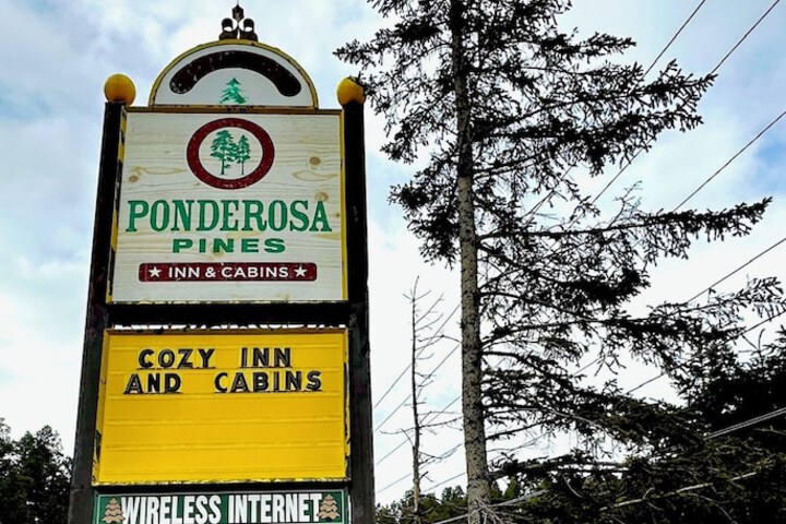 Ponderosa Pines