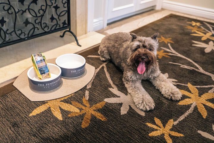 Pet Friendly 99 of 101