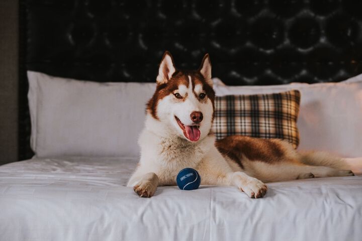 Pet Friendly 61 of 64
