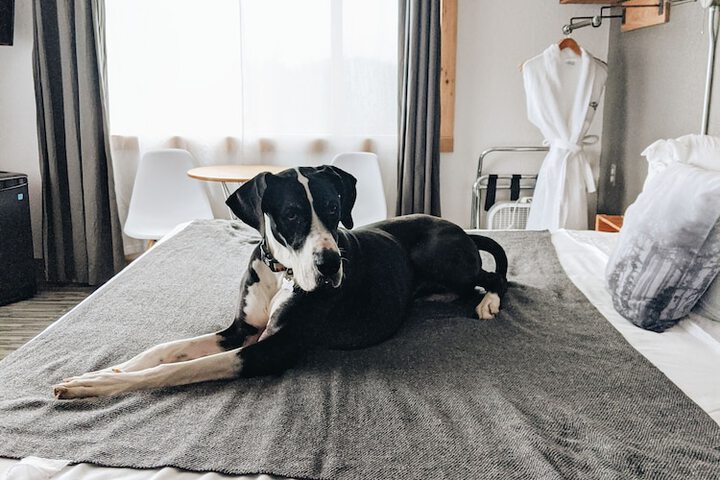 Pet Friendly 145 of 147
