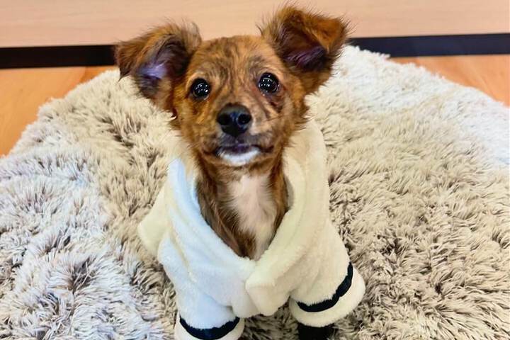 Pet Friendly 110 of 110