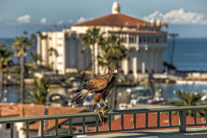 The Avalon Hotel on Catalina Island