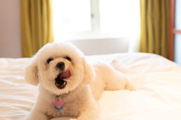 Pet Friendly 57 of 66