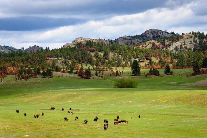 Super 8 by Wyndham Custer / Crazy Horse Area
