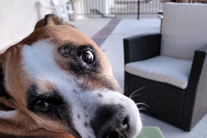 Pet Friendly 96 of 98
