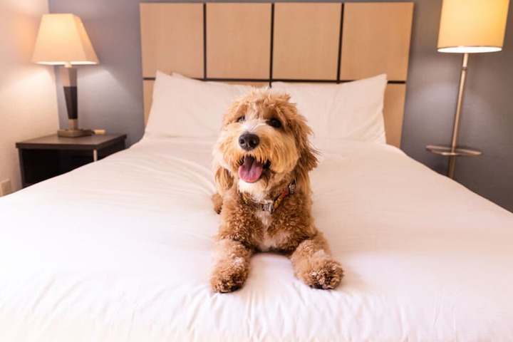 Sonesta Simply Suites Cleveland North Olmsted Airport