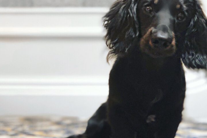Pet Friendly 68 of 69