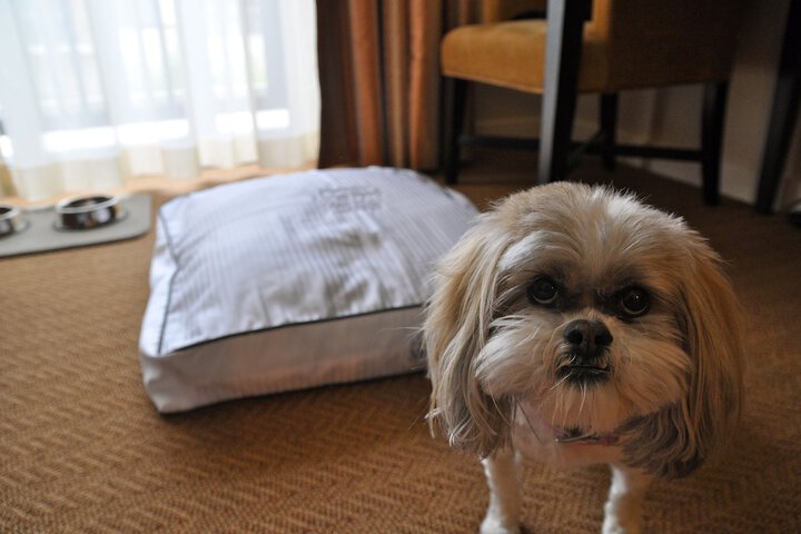 Pet Friendly 80 of 80