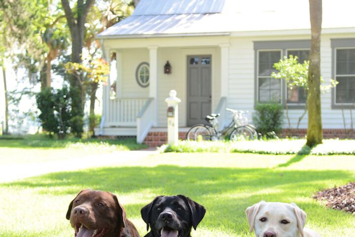 Pet Friendly 403 of 418