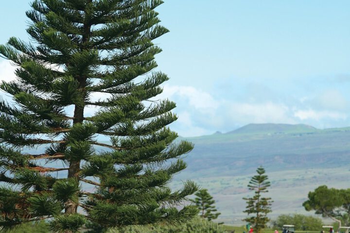 Paniolo Greens at Waikoloa