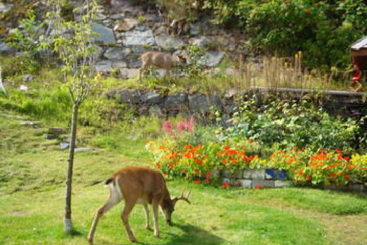 Cow Bay Pioneer Guesthouse
