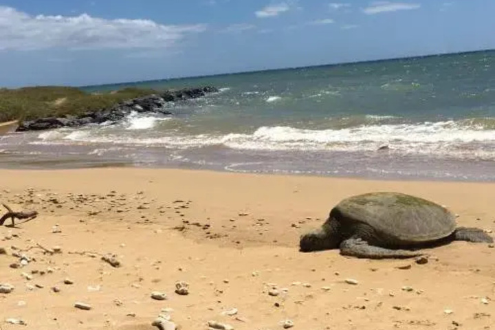 Aloha Aku Honu 2