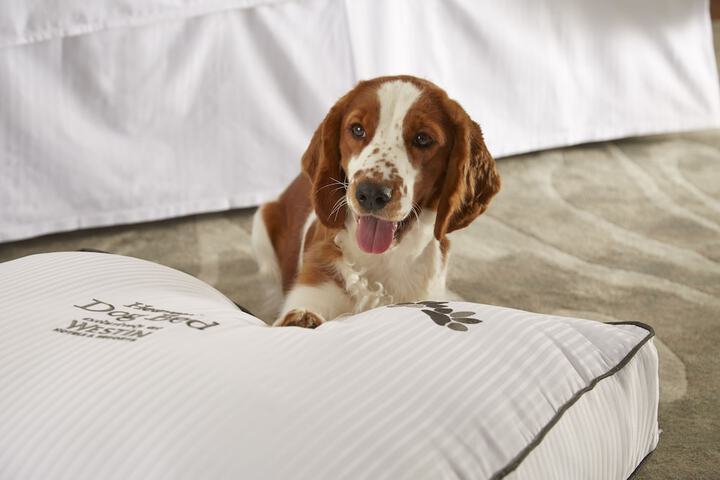 Pet Friendly 108 of 110