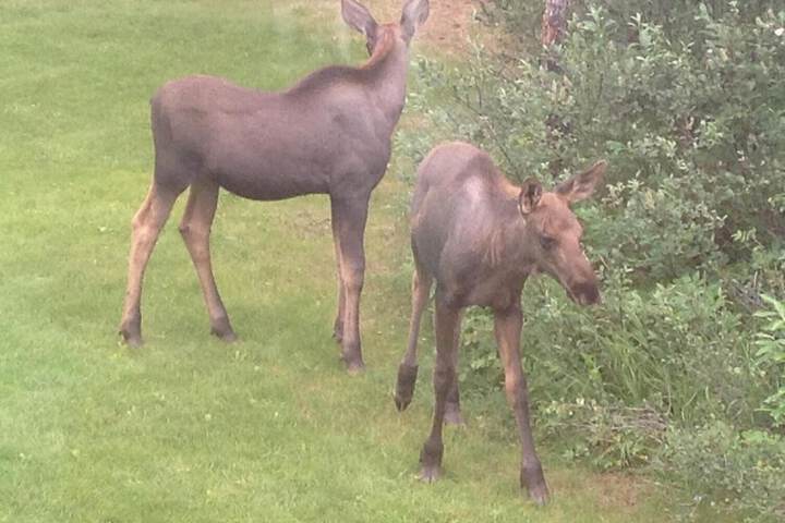 Denali Primrose B & B