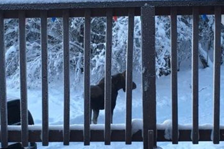 Fairbanks Moose Manor B & B