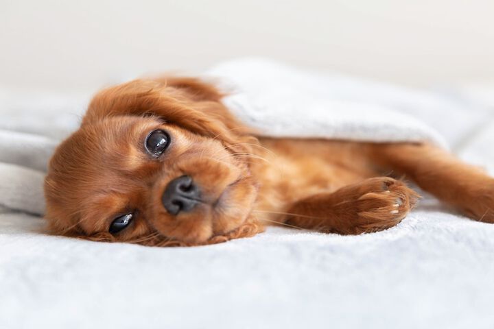 Pet Friendly 43 of 43