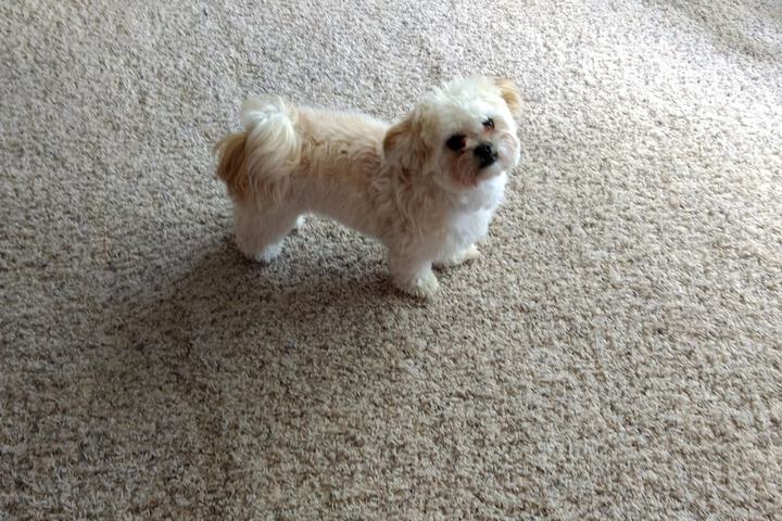 Pet Friendly 114 of 129