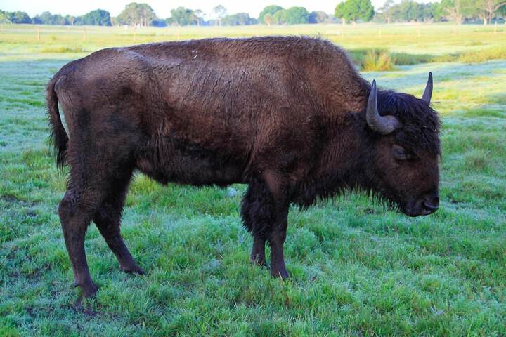 Westgate River Ranch Resort & Rodeo