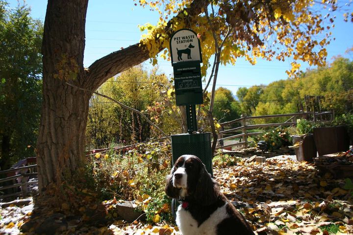 Pet Friendly 115 of 125