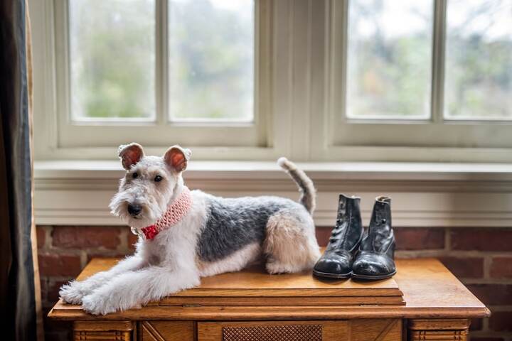 Pet Friendly 37 of 40