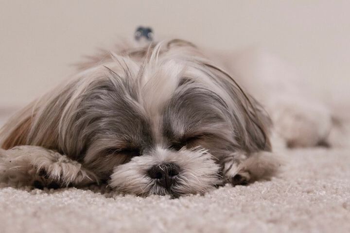Pet Friendly 32 of 32