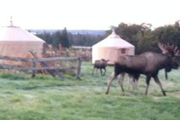 Raven House Alaska