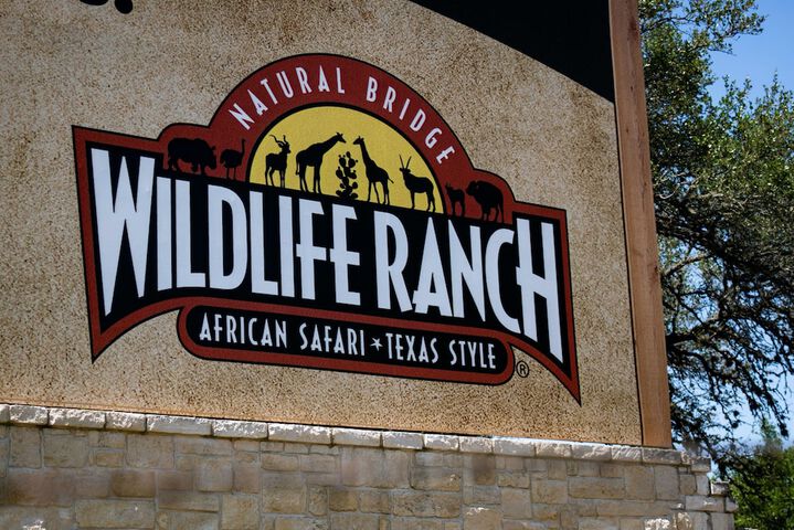 Staybridge Suites San Antonio - Schertz