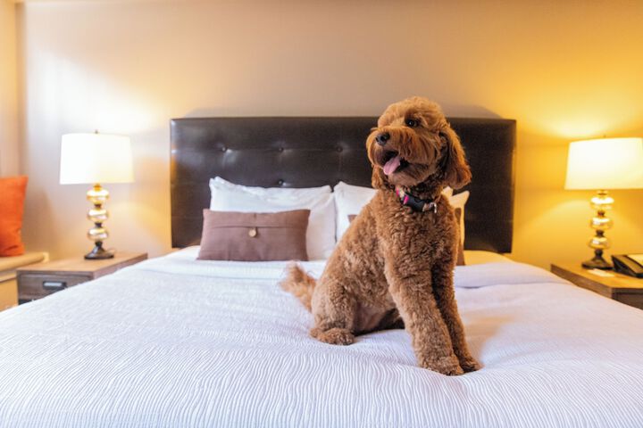 Pet Friendly 117 of 122