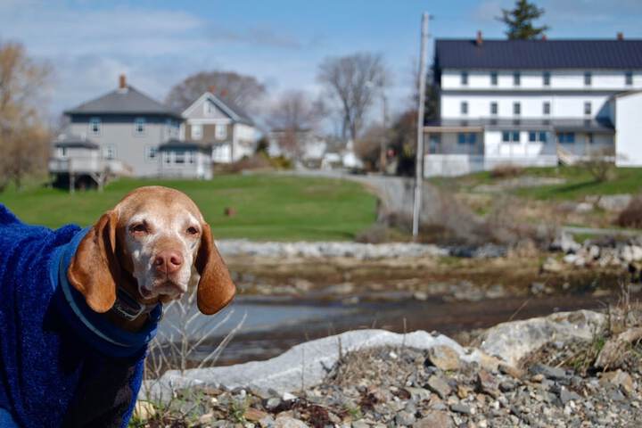 Pet Friendly 93 of 103
