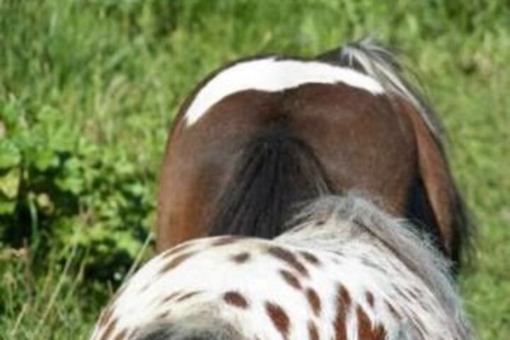 Mountain Horse Farm
