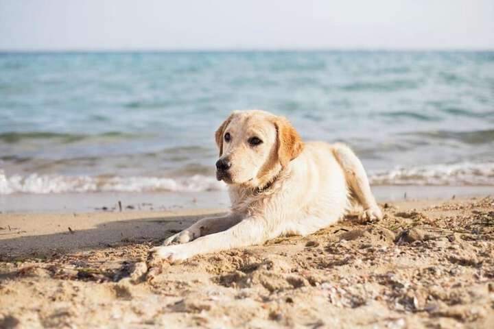 Ocean Sands Beach Boutique Inn - Stay at the Beach