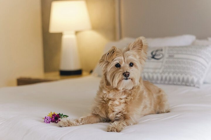 Pet Friendly 150 of 155