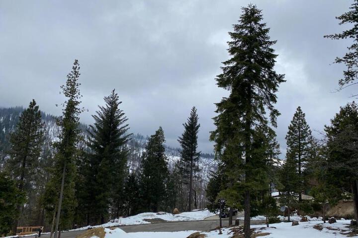 Serenity Pines