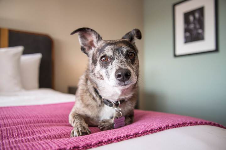 Pet Friendly 75 of 77