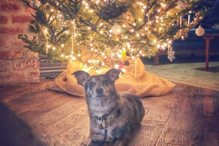 Pet Friendly 94 of 94